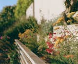 Outdoor, Back Yard, Shrubs, Grass, Flowers, and Hardscapes  Photo 4 of 7 in Cole Valley by Etta Studio