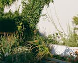 Outdoor, Grass, Back Yard, and Flowers  Photo 2 of 7 in Cole Valley by Etta Studio
