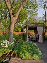 A pergola takes the place of a garden trellis and supports a mature climbing hydrangea