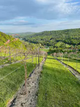 The owners added a 700-vine vineyard to the property that produces both wine and verjus.