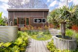 Dracaena cinnabari (dragon blood tree) in cast concrete pot surrounded by bespoke curved decking. 