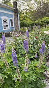 flowerbeds in summer