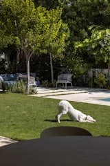 A tranquil garden setting with cozy outdoor seating, where a playful dog enjoys the lush green lawn.
