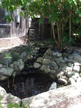 Koi pond