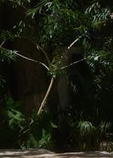 Tree at Casa Puuc
